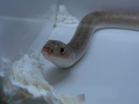 Bullsnake.jpg