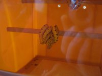 Chondro.jpg