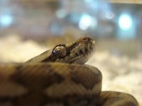 Python001.jpg