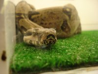 Python002.jpg