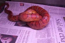 corn snake const.jpg