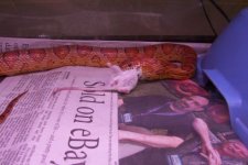 corn snake eatin.jpg