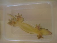 Gecko.jpg