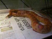 corn snake I.jpg