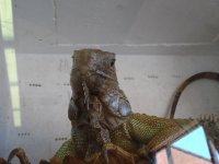 Iguana.jpg