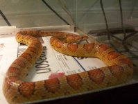 corn snake III.jpg
