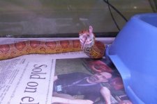 corn snake eatin feet.jpg