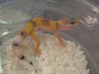 LeopardGecko.jpg