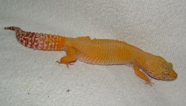 forum Ginger 002.jpg