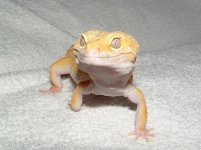 Forum Gizmo 003.jpg