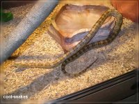 comp_Snakebilder 006.jpg