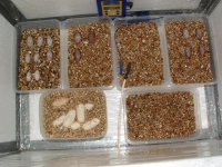 Forum Gecko eggs incubating 002.jpg