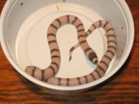 IMG_8448 Ghost #1 Tangerine.JPG