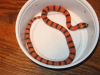 IMG_8450 Tangerine Baby.JPG