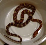 14 jan 08 -- 17 g.jpg