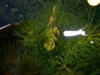 Tadpole 002.jpg