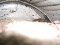 Burrowed 003.jpg