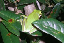 Treefrog 003cr.jpg