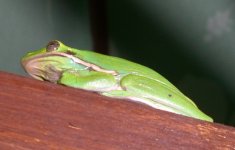 Treefrog 004cr.jpg
