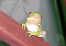 Treefrog 001cr.jpg