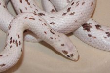 piebald corn 005resized.jpg