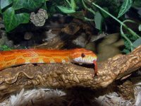 snake2.jpg