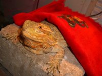 Lazy Isabel 002_800.jpg