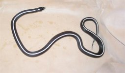 King-Cal King Stripe CB04 Male (Medium).jpg