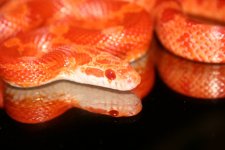 comp_IMG_1330.jpg