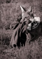 coyotepants.jpg