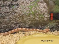 Snake 029b.JPG