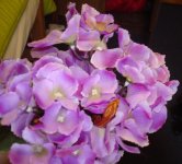 DSC01980.JPG