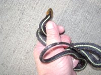 first garterr.JPG
