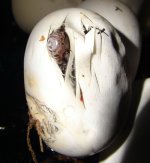 pippie1-2.jpg