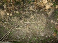 snake in grass.JPG