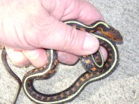 snake in hand.JPG