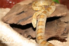 comp_IMG_0111.jpg