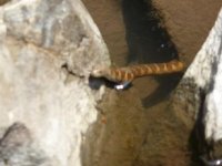 mystery snake.JPG