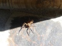 mystery spider.JPG