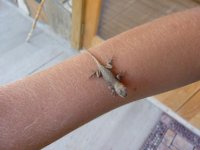 northern fence lizard.JPG