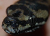 Sydney - close up.jpg