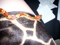 My Animals love 038 modified.jpg