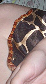 My Animals love 034 modified.jpg