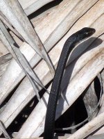 snake2.jpg