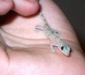 salamander.jpg