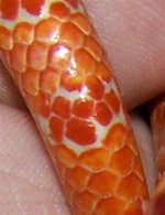 Scale Detail- Tail (Small).jpg