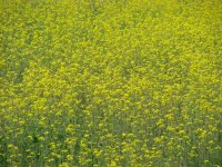 flowers.jpg