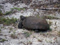 turtle.jpg