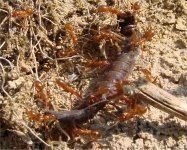 ants.jpg