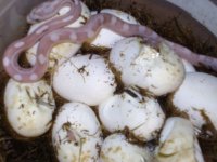 hatchling 4.JPG
